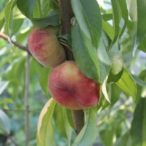Broskyňa ploská (Prunus Persica) ´Saturn´ skorá 170-190cm - voľnokorenná
